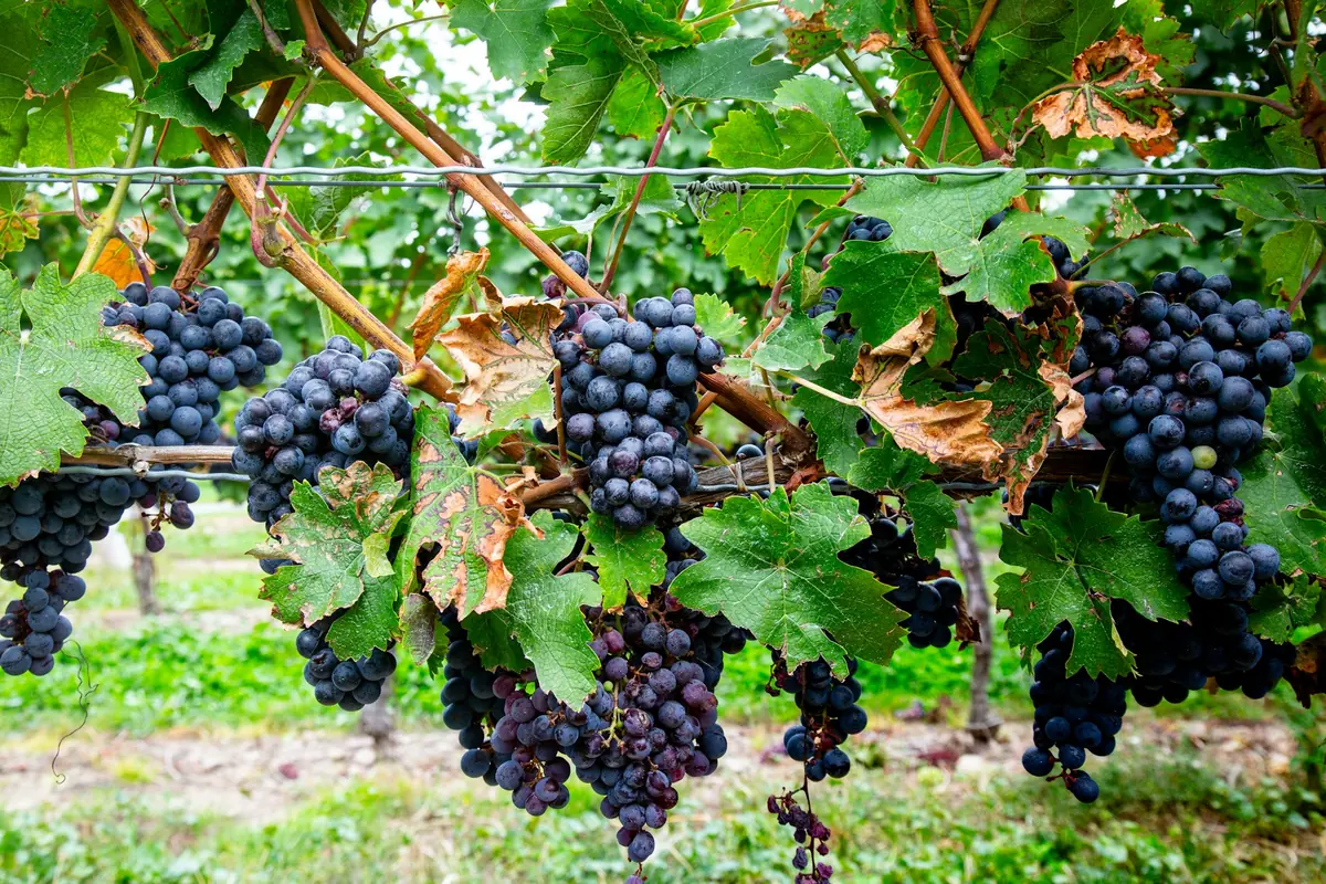 Bunches of dark grapes on the vine in a vineyard
